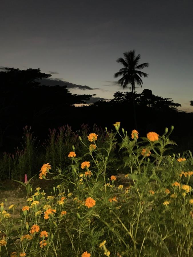 Green Queendom Farm And Lodging Oracabessa Exterior foto